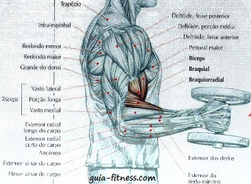 exercícios de musculação para bíceps e tríceps